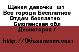 Щенки девочки 4шт - Все города Бесплатное » Отдам бесплатно   . Смоленская обл.,Десногорск г.